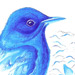 Allison Woodroffe-Charlton - artist, online art Gallery 2011, Richmond Blackbird